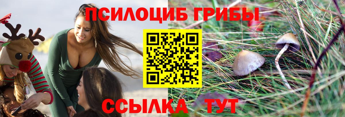 продажа наркотиков  Псилоцибиновые грибы мицелий  Вход с VPN  Мурманск 